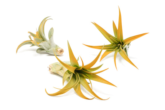 Orange Colorful Tillandsia Air Plants - Long Lasting Color Enhanced Live Tillandsia Succulent House Plants - Home and Garden Decor - Easy Care Indoor/Outdoor Plants (Brachycaulos Abdita, Pack of 3)