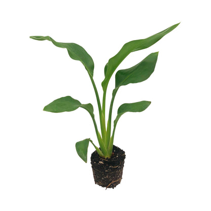 Live Orange Birds of Paradise Plant - ‘Orange Birds of Paradise’ Strelitzia Reginae - ragnaroc Tropical Plant 6-10” Tall - 1ct - Live Arrival Guaranteed - House Plants for Home Decor & Gift