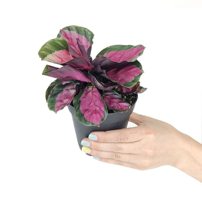 Calathea Rosy - Calathea Roseopicta (4" + Plastic Pot) - Pink Prayer Plant - Tropical Houseplants for Home Decoration