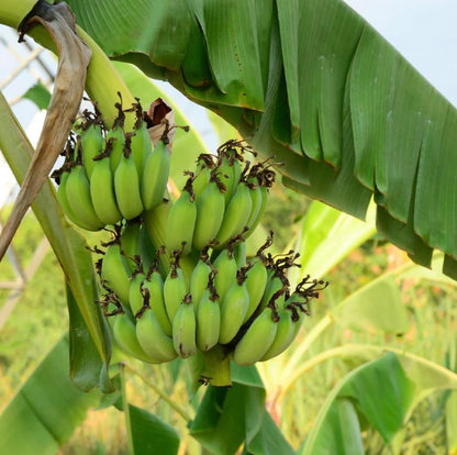 Grand Nain Banana Starter Plant - Live Banana Tree - 4-6 inches Tall (Grand Nain)
