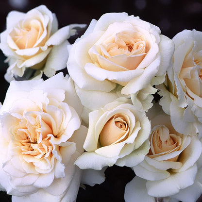 Heirloom Roses Rose Plant - Penny Lane™ Apricot Rose Bush, English Legend Live Plant for Planting Outdoors