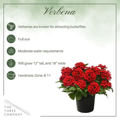 Live Flowering Verbena - Shades of Red (3 Plants Per Pack) - Healthy Flowering Plant - Beautiful Spring Color - 10" Tall by 5" Wide in 1Qt Pot