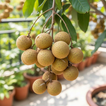 Longan Tree Live Plant, Longan Plant Live, Well Rooted in 4 Inches Pot, 6 to 8 Inches Tall, Sweet Fruit for Indoor Outdoor Growing