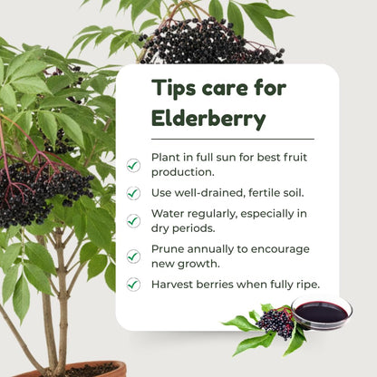 Elderberry Live Plant 4-8'' Tall, Live Black Elderberry Tree Seedling, Edible Berry Bush for Planting, No Pot