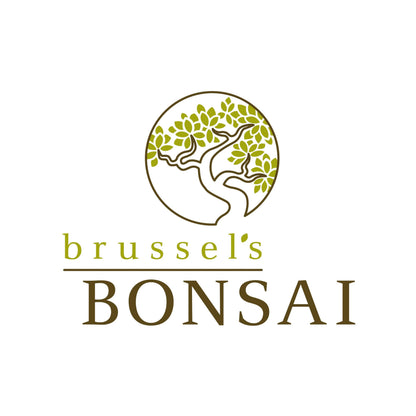 Brussel's Bonsai - Live Green Mound Juniper Bonsai Tree with Water Bonsai Pot, Outdoor Bonsai Tree Live Plant, 5 Years Old, 6-10 Inches Tall, Easy Care Bonsai for Patio Garden (Medium)