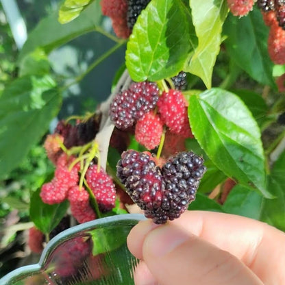 Dwarf Everbearing Mulberry Fruit Plant Live 6-8 Inches Tall, Sweet Mulberry Live Plant for Planting Outdoor Garden