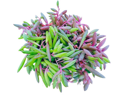 Live Succulent 4" Othonna Capensis Ruby Necklace, Succulents Plants Live, Succulent Plants Fully Rooted, House Plant for Home Office Decoration, DIY Projects, Party Favor Gift By The Succulent Cult