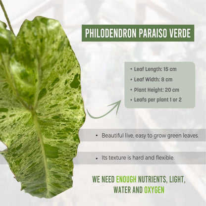 LEAL PLANTS ECUADOR Philodendron Paraiso Verde Live Indoor Green House Plant | Elephant Ear Plant for Home Décor | Air Purifying Houseplant | Unique Gift for Plant Lover