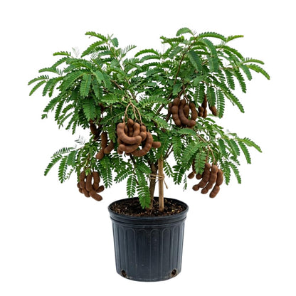 Sour Tamarind Tree Live Plant, Tamarind Plant, Well Rooted 2 Feet Tall, 3 Gallon Pot, Tropical Fruit for Edible Garden and Backyard, No Ship to CA
