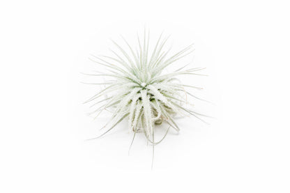 Small Tectorum Ecuador Air Plant - Live Tillandsia Succulent House Plants - Available in Wholesale and Bulk - Home and Garden Decor - Easy Care Indoor and Outdoor Plants (Small-1 PC)