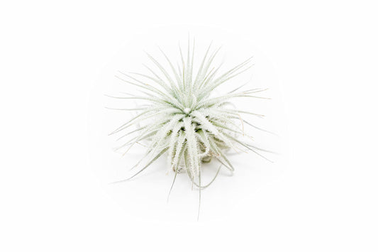 Small Tectorum Ecuador Air Plant - Live Tillandsia Succulent House Plants - Available in Wholesale and Bulk - Home and Garden Decor - Easy Care Indoor and Outdoor Plants (Small-1 PC)