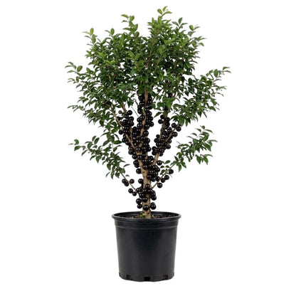 Black Jaboticaba Tree Live Plant 2-3" Tall, Grape Jaboticaba Trees 3 Gallon Pot, Hardy Jabuticaba Tree for Indoor or Outdoor Growing, No Ship to CA