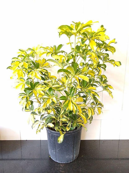 RedCrocus - RedCrocus Trinette Umbrella Plant Schefflera arboricola Variegated Indoor Outdoor Foliage Decor 10" Pot