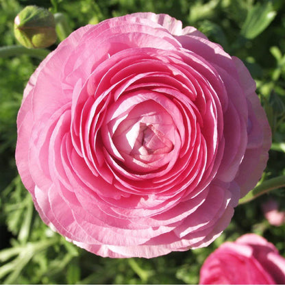 25 Pink Ranunculus Bulbs for Planting - Buttercup Flower Bulb Value Bag - Plant in Gardens, Containers & Flowerbeds - Easy to Grow Fall Perennial Flowers Bulbs by Willard & May