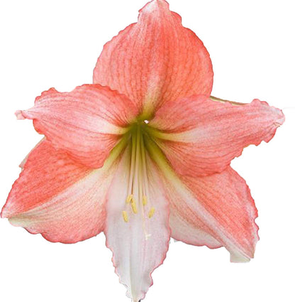 UtopiaSeeds Tinkerbell Amaryllis Bulb - Peach Amaryllis - One Large Bare Root Bulb