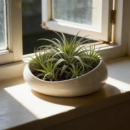 FANFANJIA Modern Ceramic Succulent Pot with Drainage – Indoor Plant Pots, Artistic Design Flower Pots for Home, Office, Weddings & Party Décor