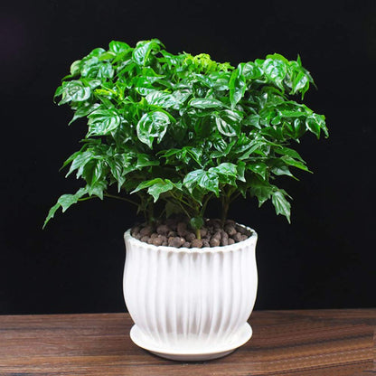 Yesland Ceramic Flower Plant Pots with Saucer, Set of 3 in Different Sizes, Modern Round Ceramic Succulent Planter Pots with White Stripe Texture for Garden