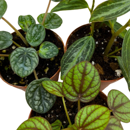 BubbleBlooms Peperomia Assortment Set of 3 in 2 inch pots
