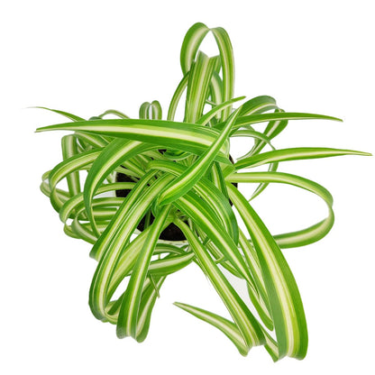 Curly Spider Plant 'Bonnie' (4" Grower Pot) - Healthy Houseplant - Easy Care Indoor Houseplant, Fully Rooted in 2/4/4.5/5/6 inch Sizes