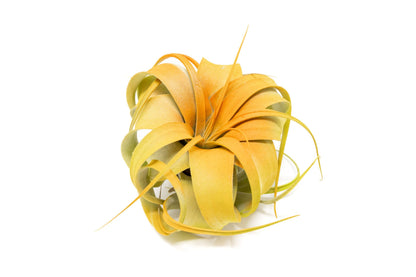 Colorful Mini Tillandsia Xerographica Air Plants in Custom Vibrant Tones - (Citrus, Pack of 3)