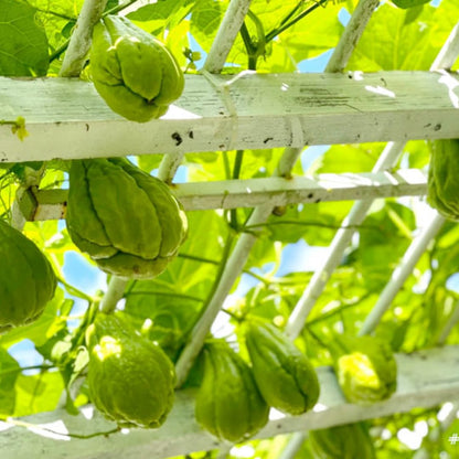 Chayote Live Plant, Chayote Squash Rooted, Chayote Vegetable Live Plant for Planting, Live Chayote Plant from 4 to 6 Inc Tall