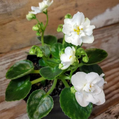 African Violet Live Plant Houseplant in 4" Pot, Blooming Indoor Plant for Home or Office with Vibrant Flowers (White African Violet)