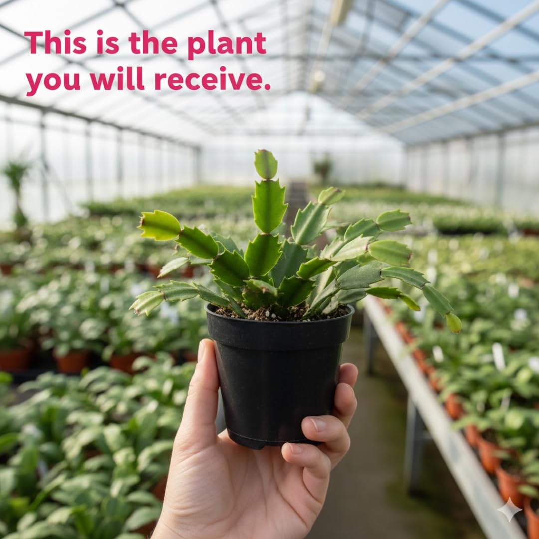 Random Christmas Cactus Plants Live in 4 Inch Pot | Unique Christmas Cactus Live Plants | Low-Maintenance Indoor Houseplant | Great Holiday Gift for Plant Lovers | Random Color