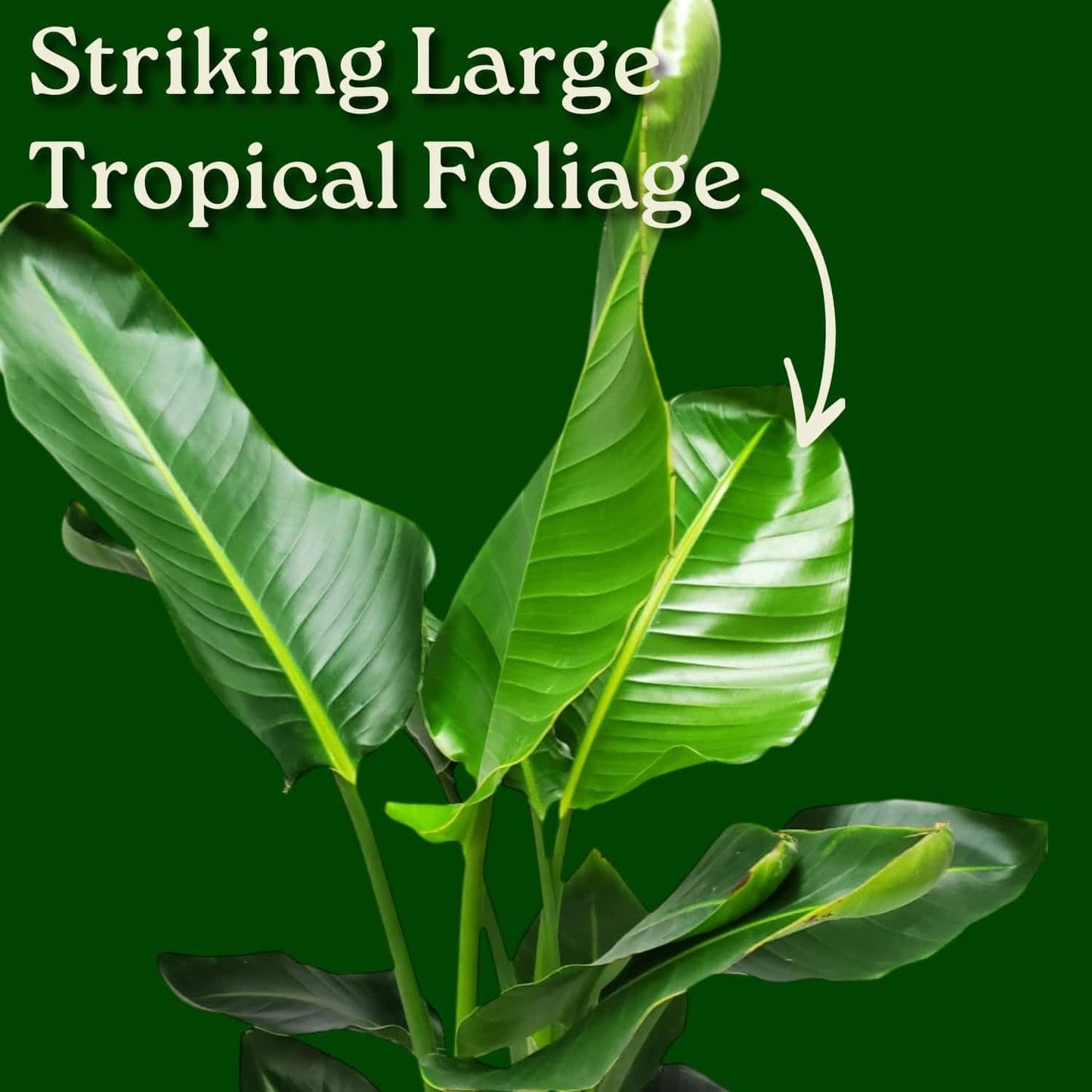 White Bird of Paradise Plant - Live Tropical Foliage Plant - Overall Height 30" to 36" - Tropical Plants of Florida (Plant + Indoor Soil)