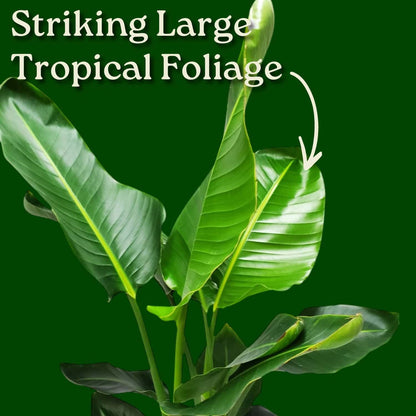 White Bird of Paradise Plant - Live Tropical Foliage Plant - Overall Height 30" to 36" - Tropical Plants of Florida (Plant + Indoor Soil)