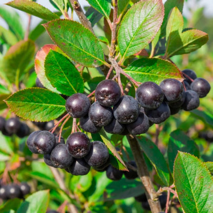 Black Chokeberry Plant, Chokeberry Plant for Planting, 5-9 Inc Tall, Sweet Berries, Cold Hardy Tree for Outdoor Growing