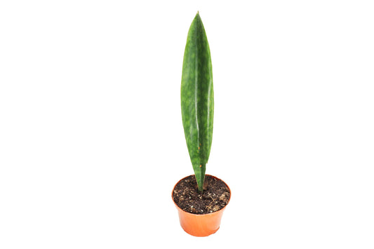 Sansevieria Masoniana (Whale Fin) -6'' from California Tropicals