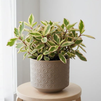 Peperomia Plant Live, Peperomia Live in 3.5 Inches Pot, Tropical Houseplant for Indoor Planting, Compact Plant for Home Office Decor, 4 to 6 Inches Tall (Peperomia Rainbow)