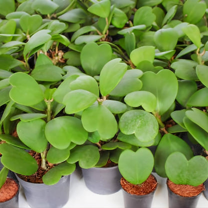 Live Green Hoya Kerrii Plant | Heart Leaf Vine in 4-Inch Pot | Established Tropical Indoor Plant | Versatile Heart-Shaped Foliage for Modern Design