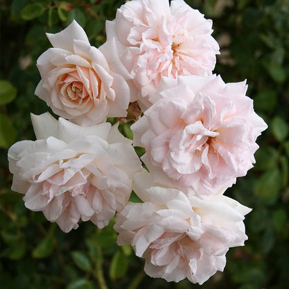 Heirloom Roses Rose Plant - Penny Lane™ Apricot Rose Bush, English Legend Live Plant for Planting Outdoors