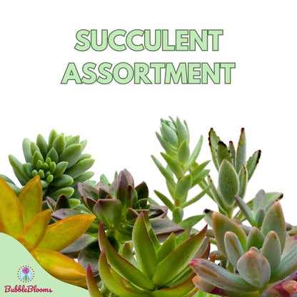 BubbleBlooms Succulent Assortment 2 inch Set of 6, echeveria, kalanchoe and More Variety