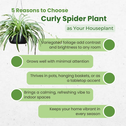 Curly Spider Plant, Spider Plant Live Houseplant, Well Rooted in 2 Inc Pot, 3-5 Inc Tall, Variegated Foliage, Easy Care Houseplant for Home and Office Decoration