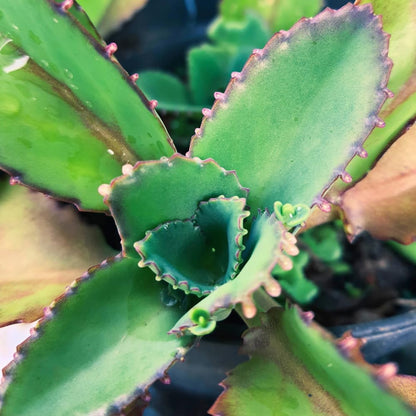 Kalanchoe Mother of Thousands Plant Live in 4 Inch Pot Rooted Plant, Kalanchoe Succulent Live Plants Indoor Outdoor, Easy to Care, Great for Home Office Wedding Decorations DIY Projects Party Favor.
