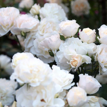 Heirloom Climbing Roses, Live Own Root Plant for Outdoor Garden, Cloud 10™, Moderately Fragrant, Hardiness Zones 5-10, Continual Blooming