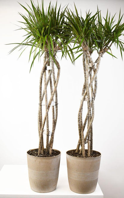 RedCrocus - RedCrocus Dragon Tree Dracaena marginata - Indoor & Outdoor Living Plant, Low Maintenance, Stylish Foliage, Pet Safety Warning 10" Pot