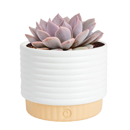 Costa Farms Succulent, Live Indoor Plant Grower's Choice, Easy to Grow Houseplant in Indoor Succulent Planter, Birthday, Garden Gift, Desert Room Decor for Home or Office, 6-Inches Tall