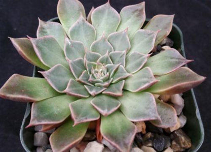 Graptopetalum Tacitus bellus Super Star Cacti Cactus Succulent Real Live Plant