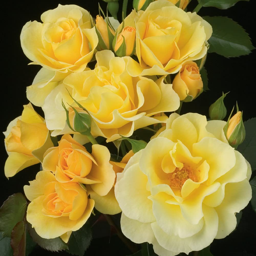 Heirloom Climbing Roses, Live Own Root Plant for Outdoor Garden, Sky's The Limit™, Lightly Fragrant, Hardiness Zones 5-10, Repeat Blooming