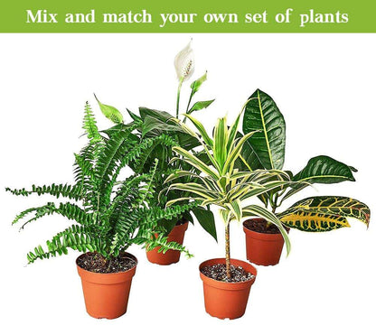Hoya Carnosa Krimson Princess Live Plant for Indoor | Different Houseplants in 4'' & 6'' Pot | Real House Plant for Living Room, Office & Desk | Porcelain Flower | Wax Honey