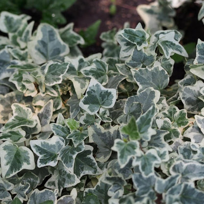 English Ivy Plant Live 4'' Pot, Fast-Growing Trailing Houseplant, Hardy English Ivy Groundcover, Indoor Outdoor Growing (Green White Ivy)