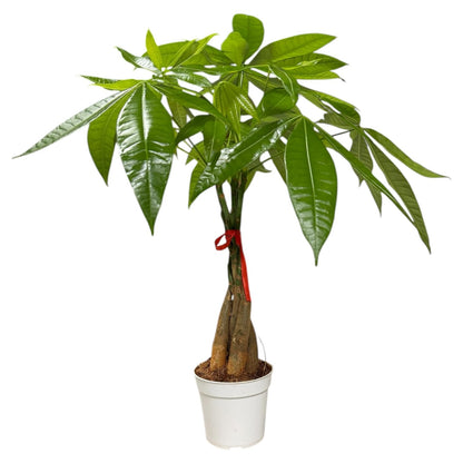 Hopewind Plants Shop Money Tree Live Indoor Plant | 14-22 Inches Tall Bonsai | Easy to Grow Houseplant | Home, Office, or Room Decor | Birthday, Housewarming Gift in 4 Inch Pot