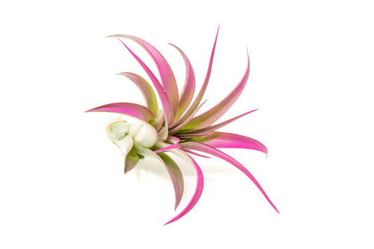 Fuchsia Colorful Tillandsia Air Plants - Long Lasting Color Enhanced Live Tillandsia Succulent House Plants - Home and Garden Decor - Easy Care Indoor/Outdoor Plants (Brachycaulos Abdita, Single)
