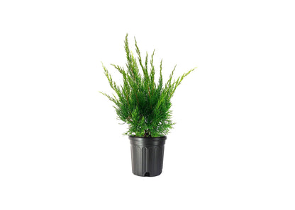 Sea Green Juniper - 1 Live Gallon Size Plant - Juniperus Chinensis - Drought Tolerant Cold Hardy Evergreen Border Screening Shrub