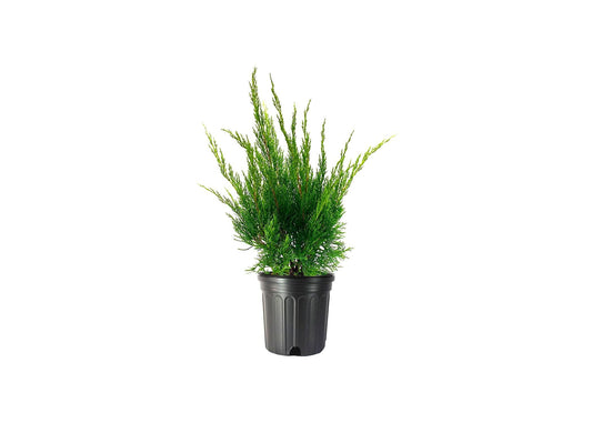 Sea Green Juniper - 2 Live Gallon Size Plants - Juniperus Chinensis - Drought Tolerant Cold Hardy Evergreen Border Screening Shrub