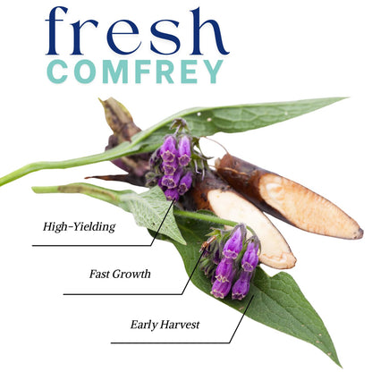 12 Comfrey Plant Roots Fast-Growing, High Yields Bocking 14 Comfrey Plant Live Roots, Perennial Herb Plant