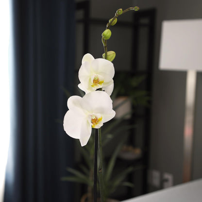 White Phalaenopsis Live Orchid Plant & White Orchid Pot, 20-24" Live Plant Gift, Fresh Orchids Plants Live House Plants, Live Plants Indoor Plants Live Houseplants Plant Lover Gift by Plants for Pets